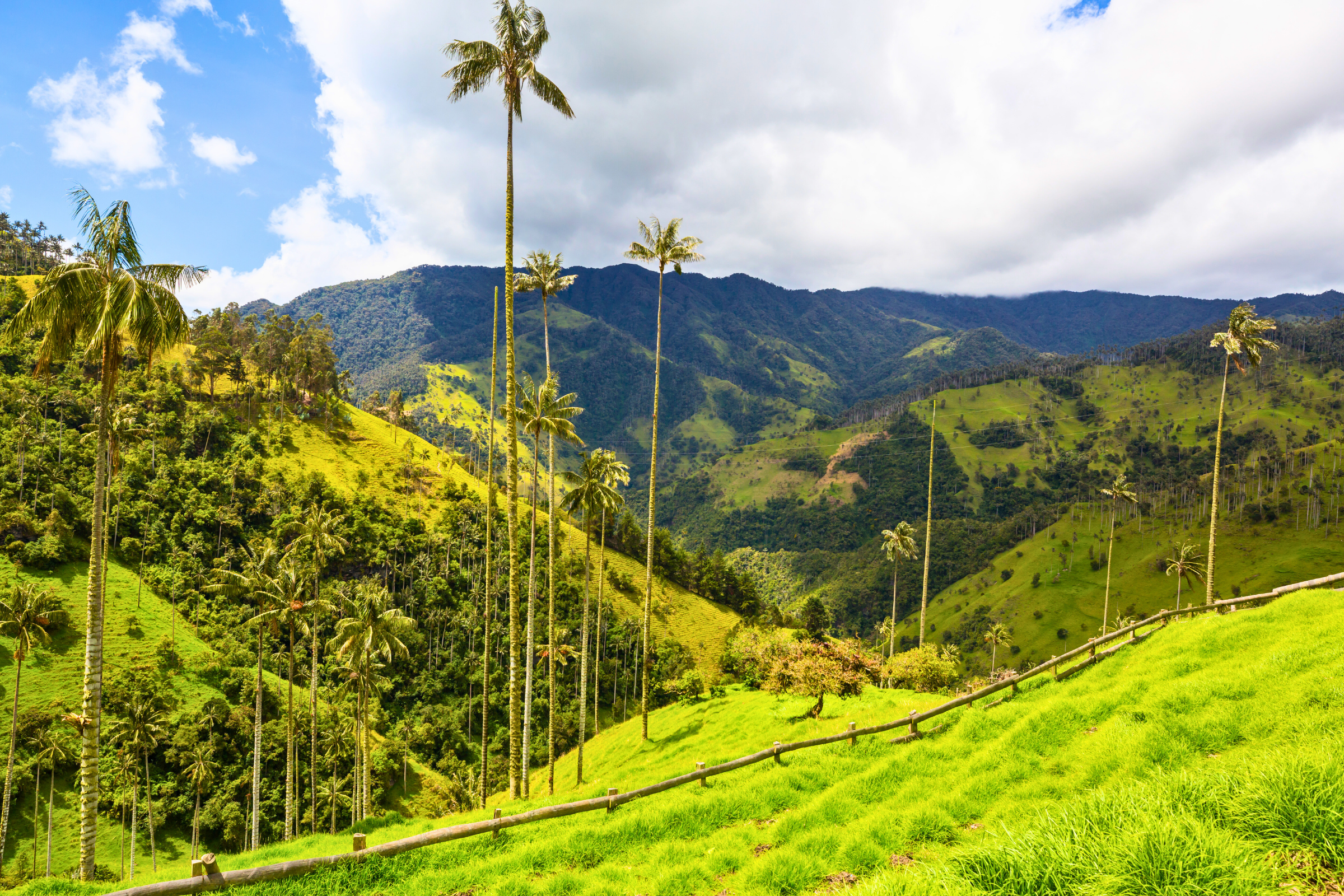 cocora valley national park.webp